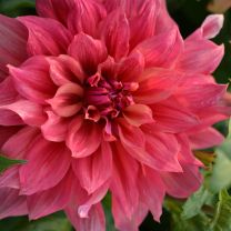 Dahlia Maki