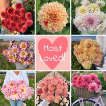 Mix Most Loved (8 dahlien)