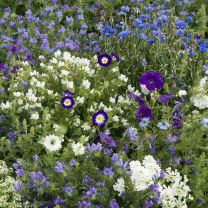 Blumenmischung Blue Carpet