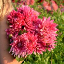 Dahlia Pinkie Swear