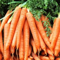 Carrot Nantes
