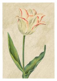 Tulip Picotée