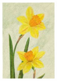 Daffodil Sir Watkin