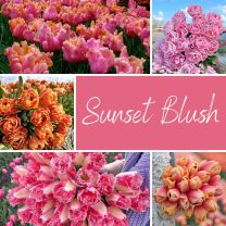 Sunset Blush Mix