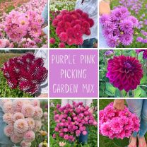 Mix Pflückgarten rosa-violett