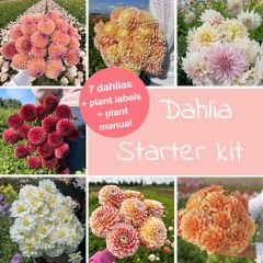 Dahlien-Mix Starterpaket (7 dahlien)