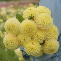 Dahlia Polveton Supreme