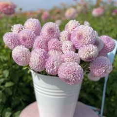 Dahlia Snoho Sonia