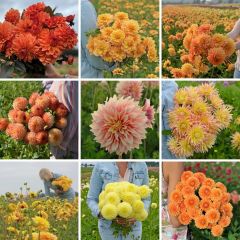 Pflückgartenmischung gelb-orange