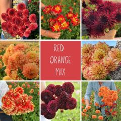 Mix Orange Red *