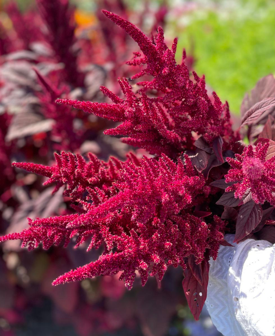 Amaranthus velvet Curtains