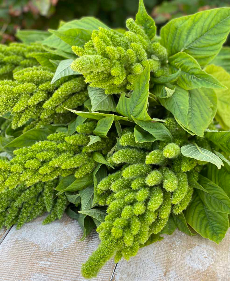 Amaranthus Green Thumb