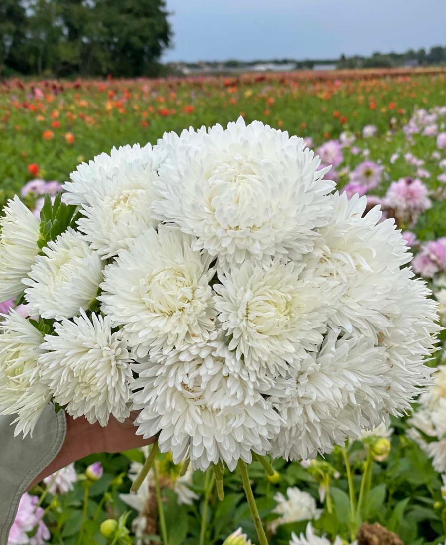 Aster King Size White