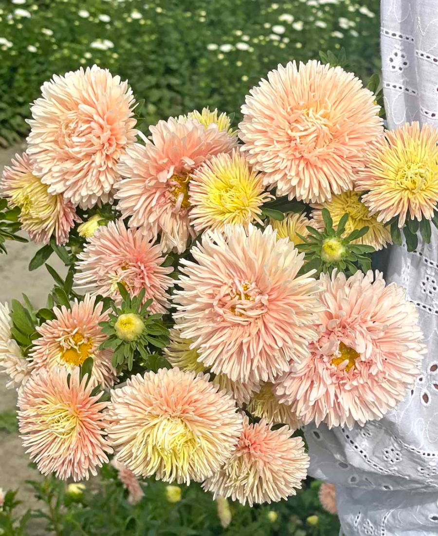 Aster King Size Apricot