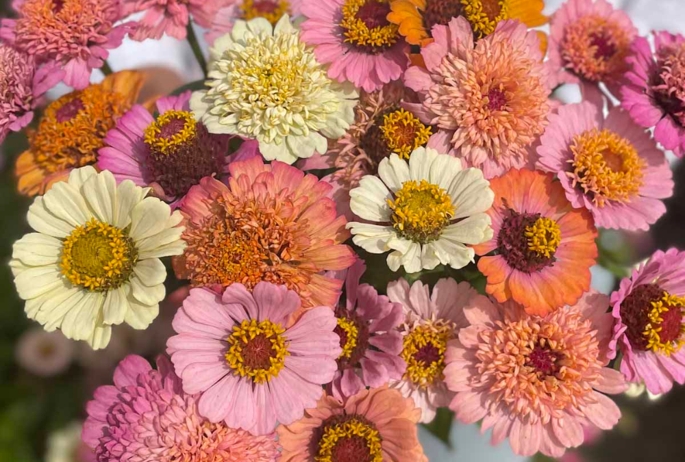 Blumensamen Zinnien