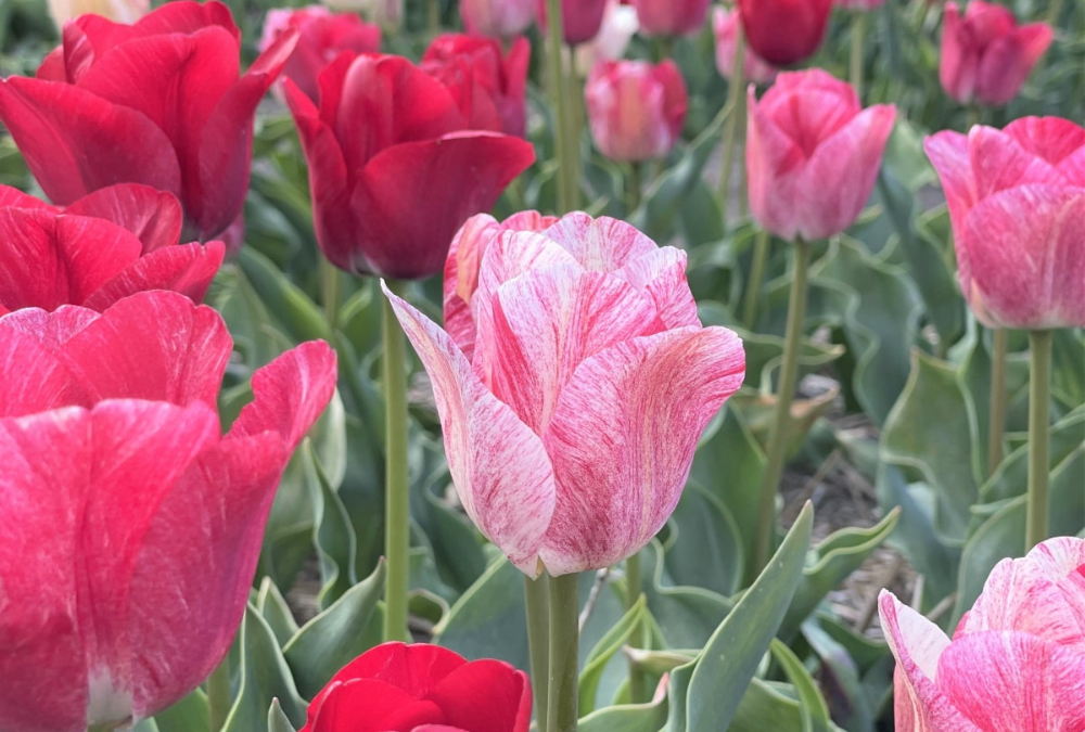 Tulpenzwiebeln im Topf pflanzen