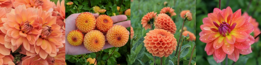 Dahlien Orange