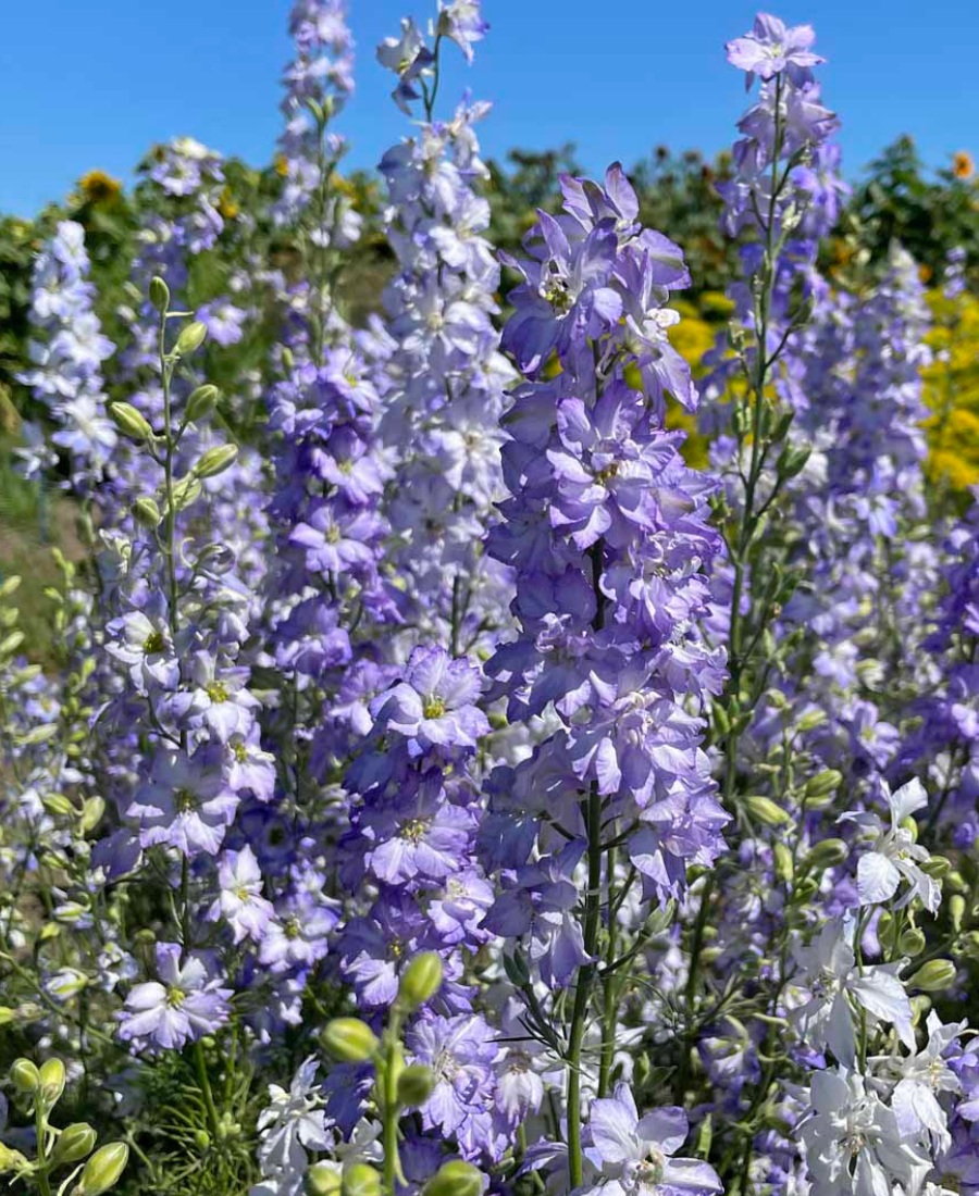 Delphinium Frosted Skies