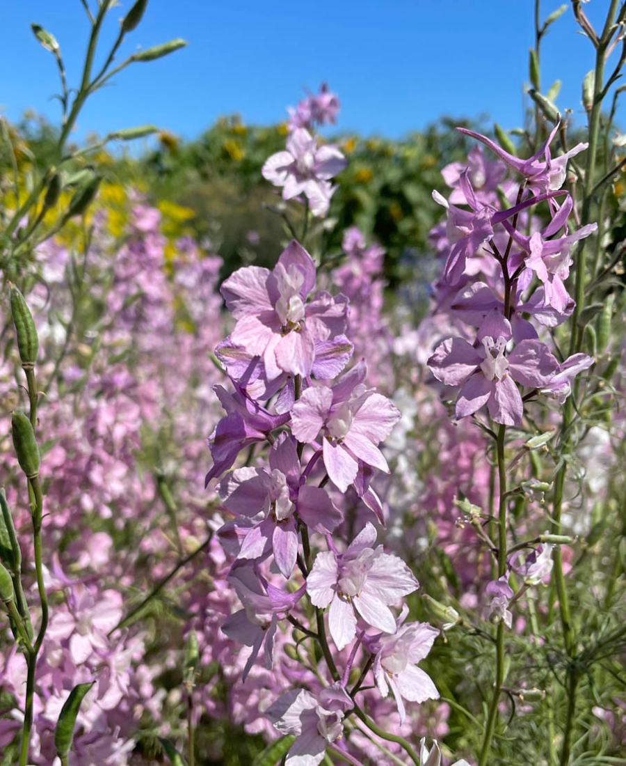 Rittersporn Belladonna