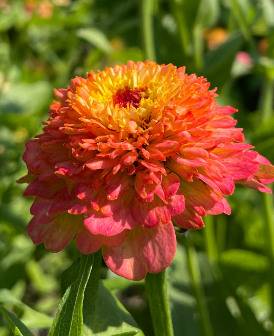 Zinnia Zinderella Peach