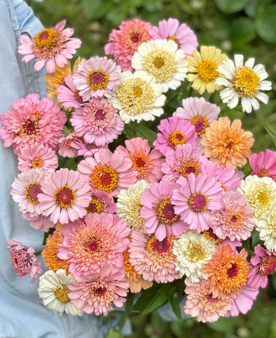 Zinnien mix