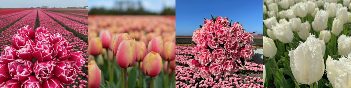 Tulpenzwiebeln
