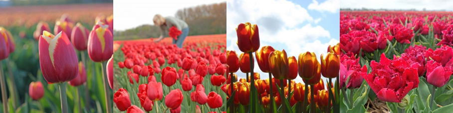 Rote Tulpen