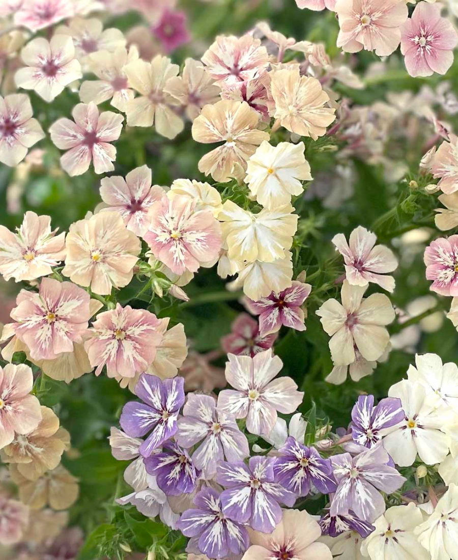 Phlox Grandiflora Creme