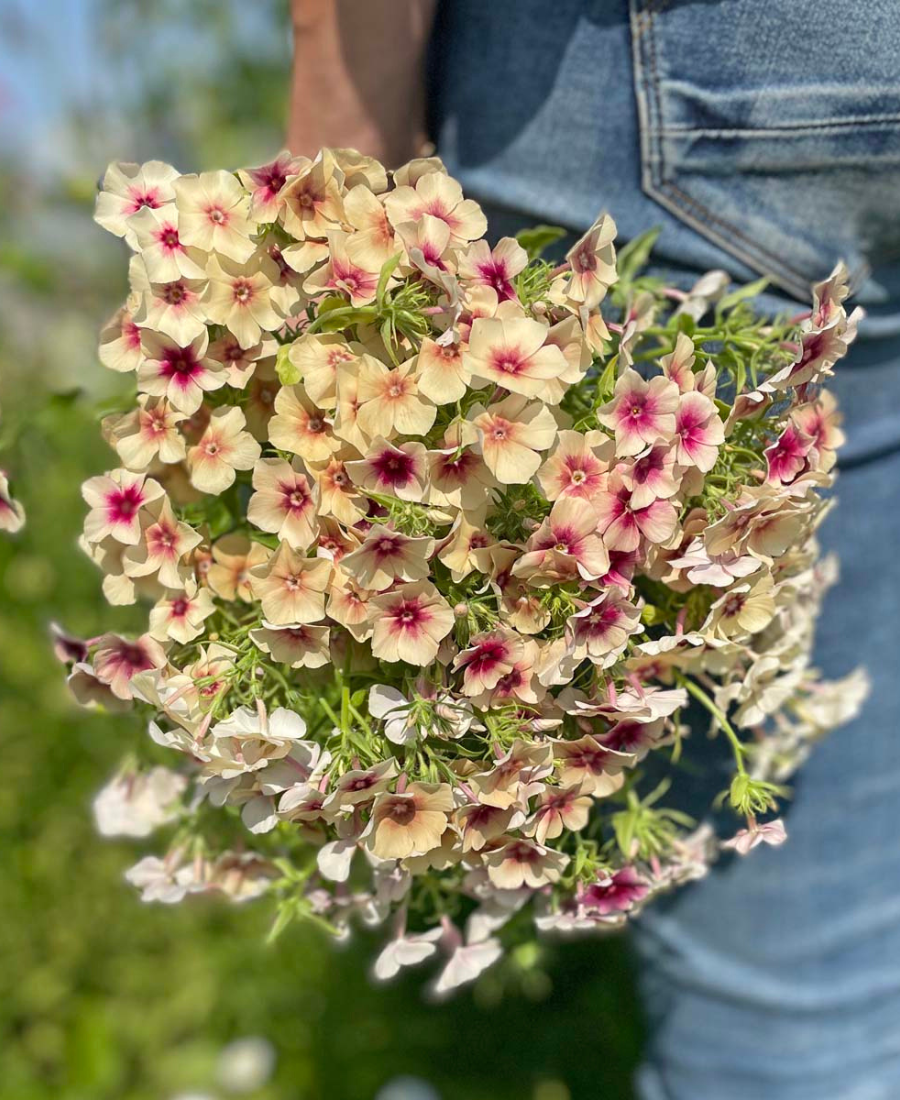 Phlox Blume