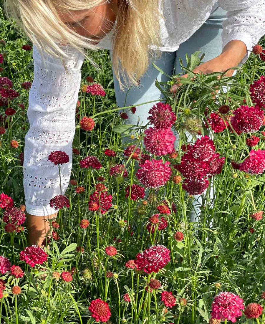 Scabiosa Fire King