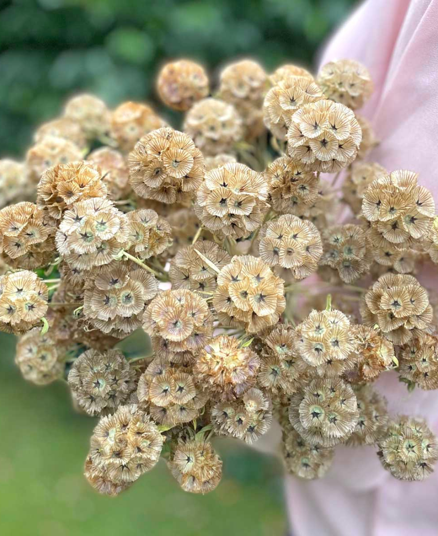 Scabiosa Drumsticks