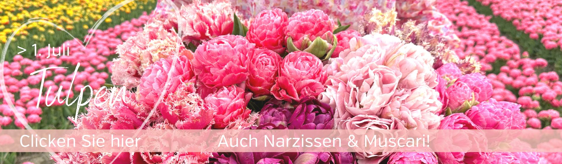 Tulpenzwiebeln direkt von unserer Gärtnerei