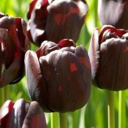 schwarze Tulpe