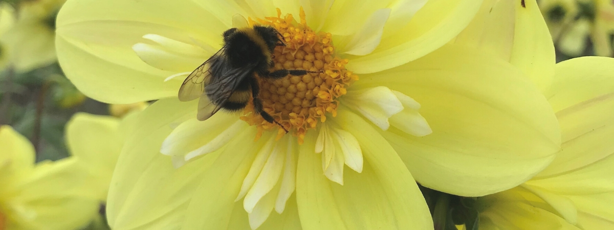 
Bienen auf Dahlien