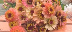 blumensamen