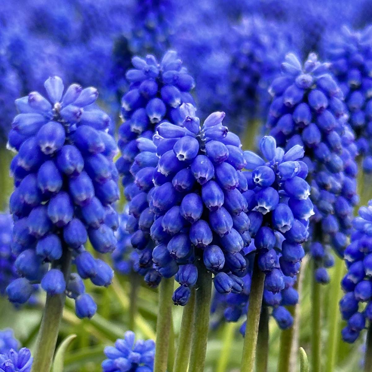 muscari