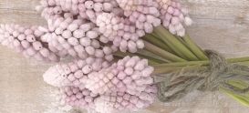 Muscari zwiebeln