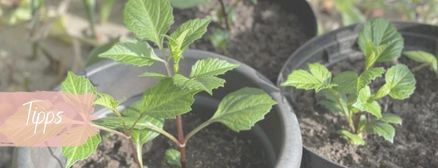Blog inspiration garten