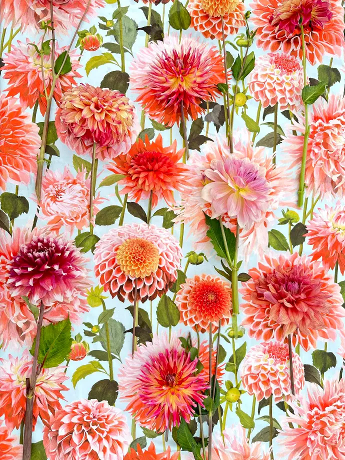 Dahlien