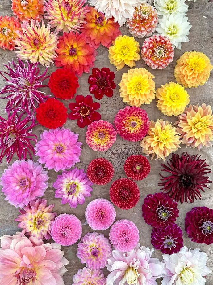 Dahlien