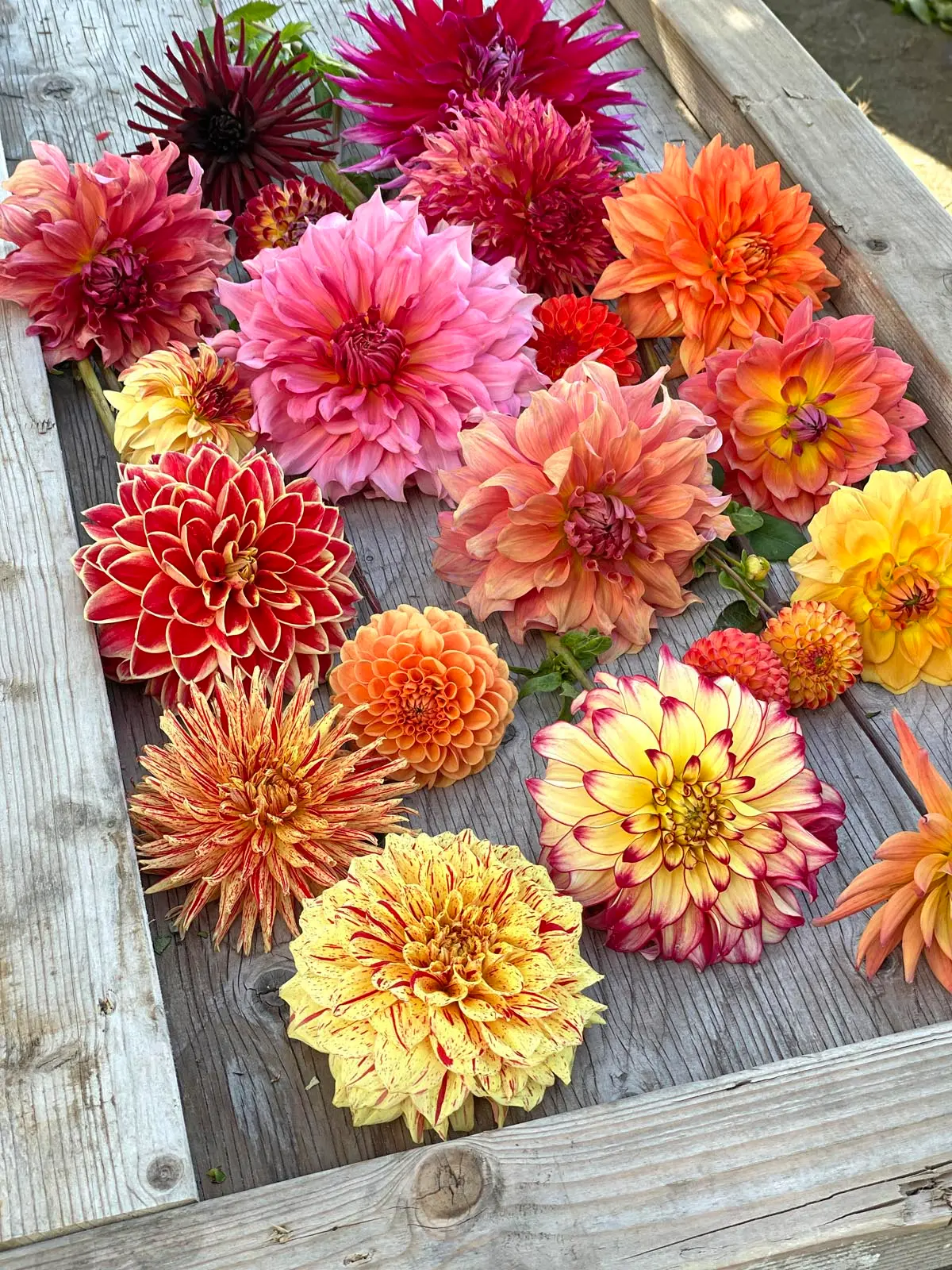 Dahlien