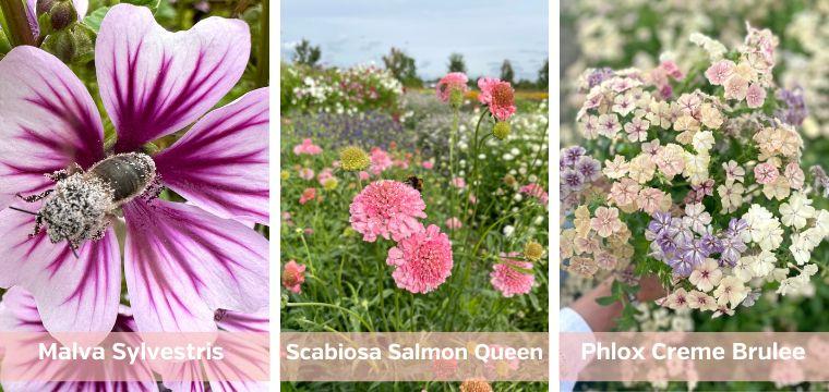 Blumensamen