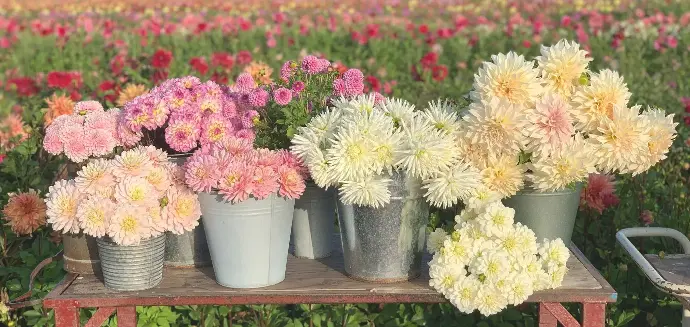 dahlias met veel bloemen
