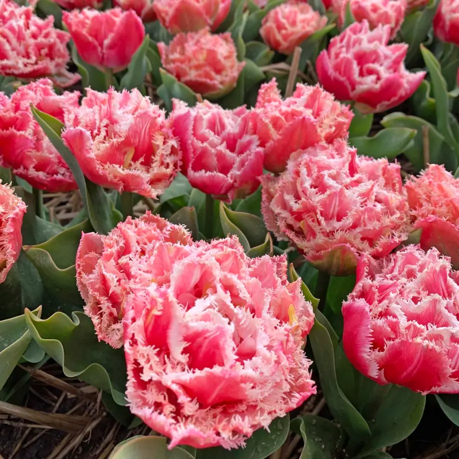 Besondere Tulpe Brest