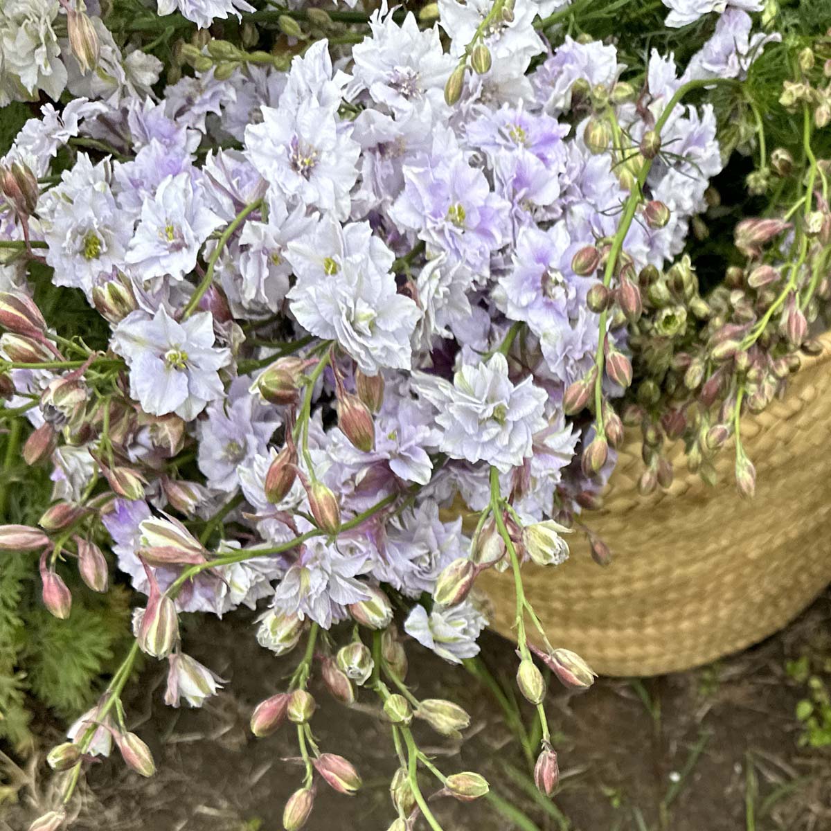 Delphinium Smokey Rittersporn