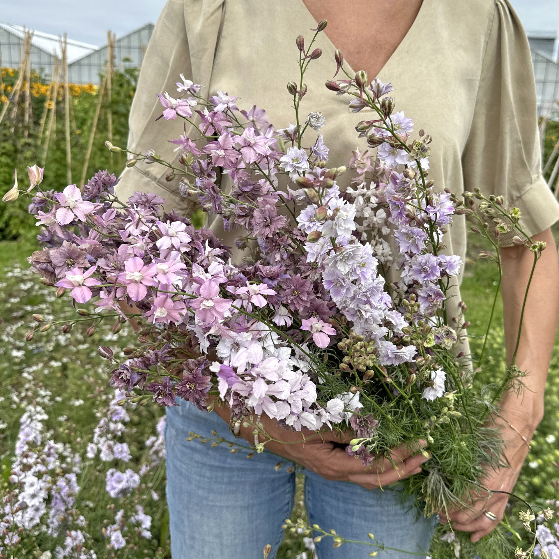 Delphinium Rittersporn