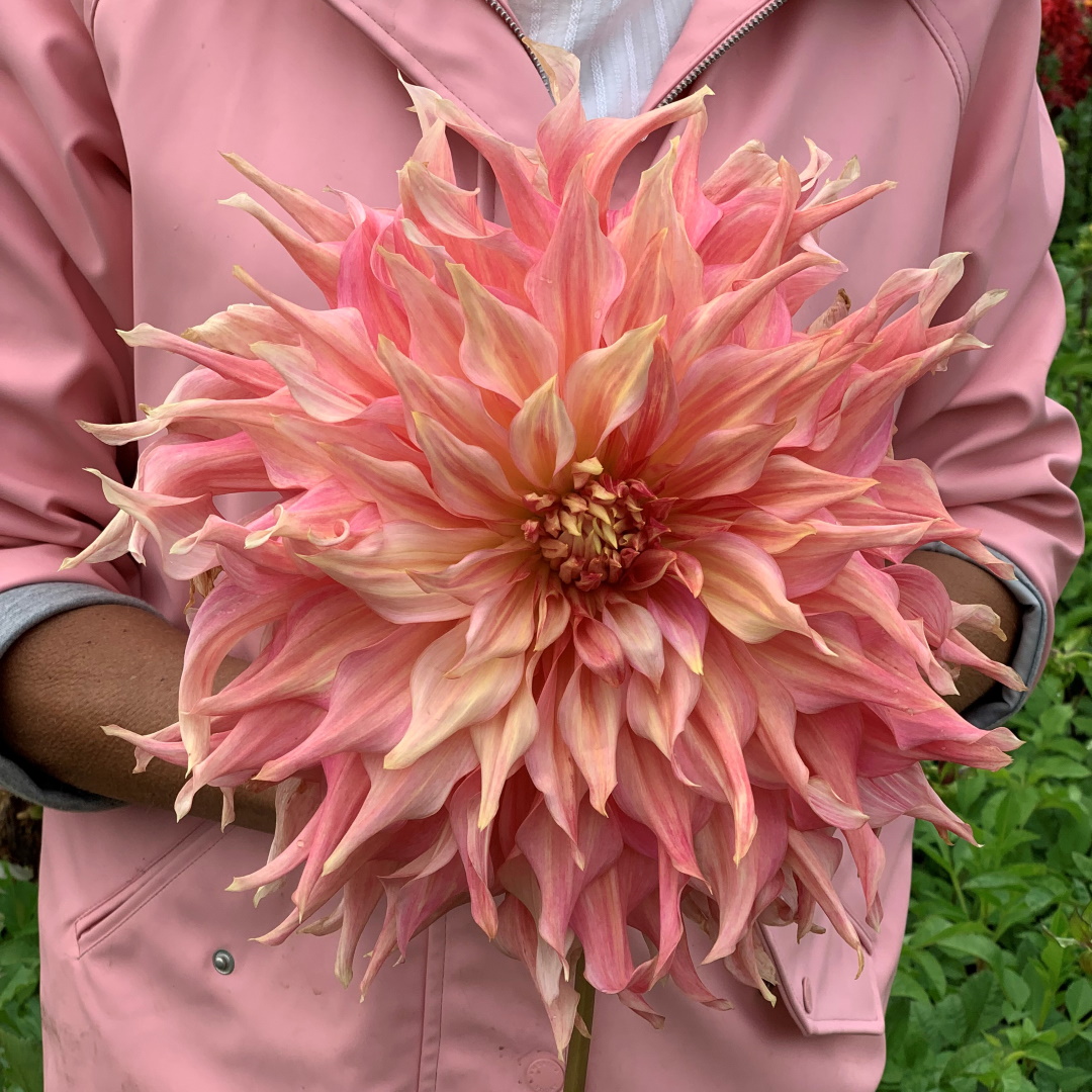 Tellerdahlie Penhill Watermelon
