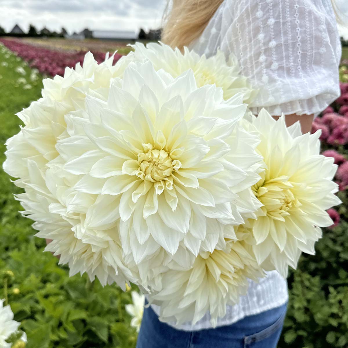 gelbe Dahlie Fleurel