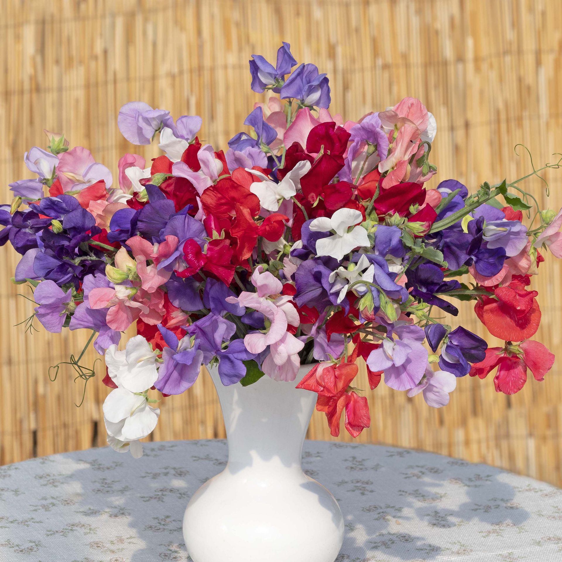 Lathyrus Edelwicken-Mix

