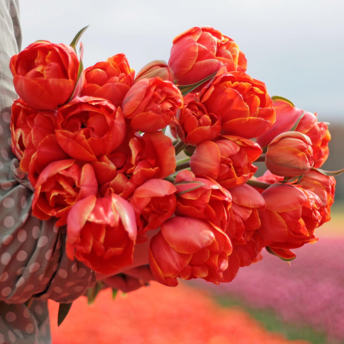 orangefarbene Tulpen Queensday